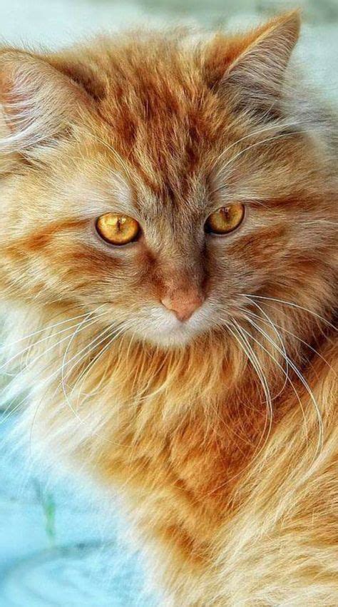 Amazing Cat With Amber Eyes Beautiful Cats Pretty Cats Kittens