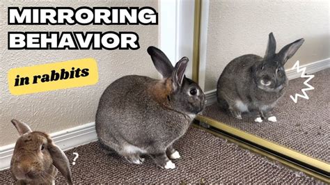 Whats Mirroring Behavior In Rabbits Bunny In Mirror Youtube In 2023