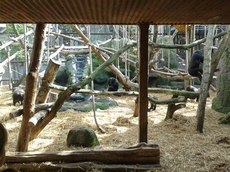 Damisis Group Of Western Lowland Gorillas Zoochat