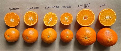 Different Types Of Orange Oranges Rorange