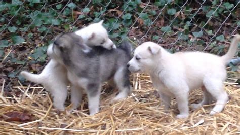 Beautiful Siberian Huskywolf Hybrid Puppies Playing Outside In Their