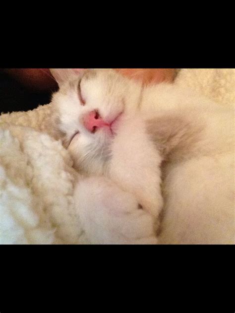 Cozy cat | Cats, Animals, Cozy