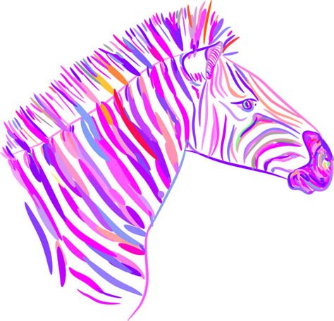 Rainbow Zebra Drawing Illustrations Royalty Free Vector Graphics