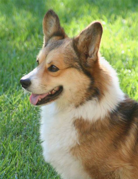 Noble Hearts Pembroke Welsh Corgi Breeder Puppies For Sale Welsh