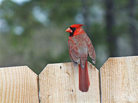Wildlife Photography Northern Cardinal On My Fence