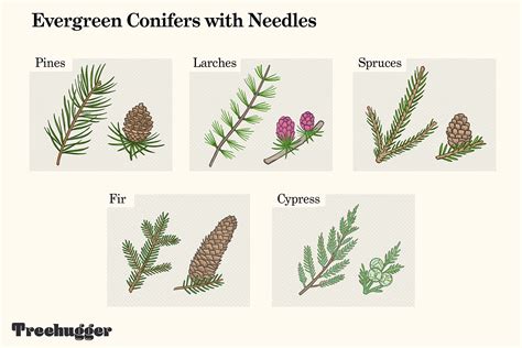Guide To Tree Identification Needles Vs Leaves