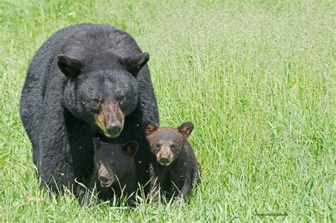 A Mother Bear And Her Cubs Wise About Bears