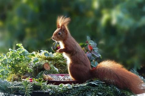 Do Squirrels Eat Carrots Everything You Need To Know Wild Informer