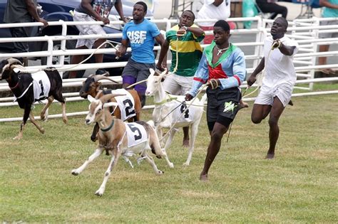 Goat Racing At Buccoo Tobago House Of Assembly