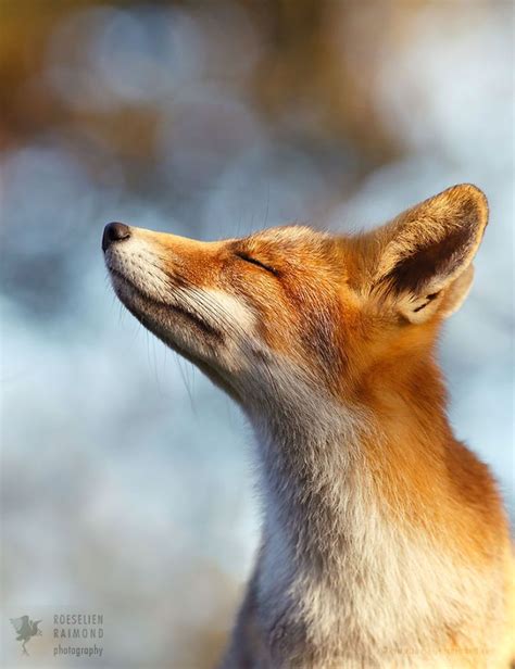 The Mindful Fox How Foxes Can Teach Us Some Valuable Lessons Bored