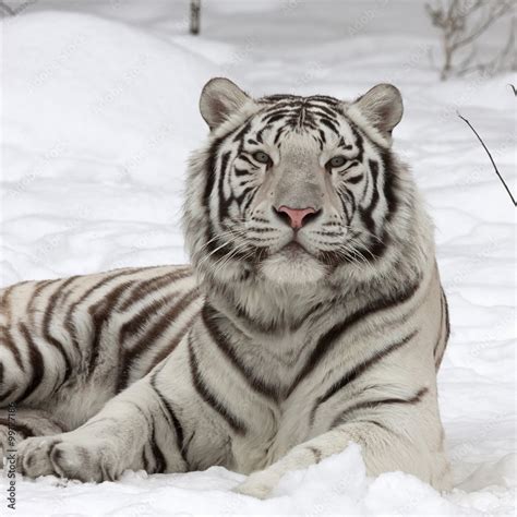A Calm White Bengal Tiger Lying On Fresh Snow The Most Beautiful