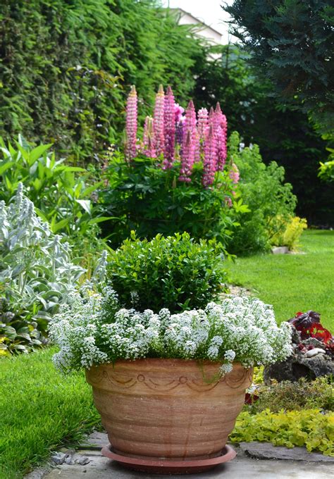 Potted Boxwood With Alyssum Edging In Front Of The Stunning Lupins A