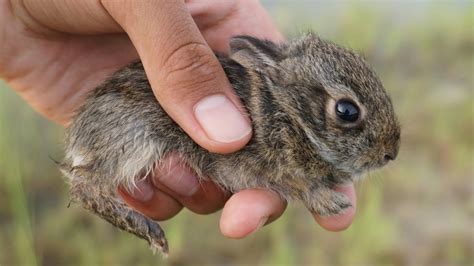 Found Abandoned Baby Bunny While Fishing Youtube