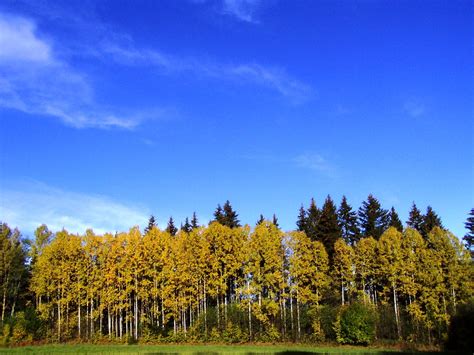 Golden Aspen Beneath Blue Skies The Aspen Are A Solace In Flickr