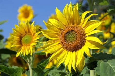 Mar 15, 2021 · this is our favorite method to germinate seeds quickly. 10 Fast Growing Flower Seeds | Urban Garden Gal
