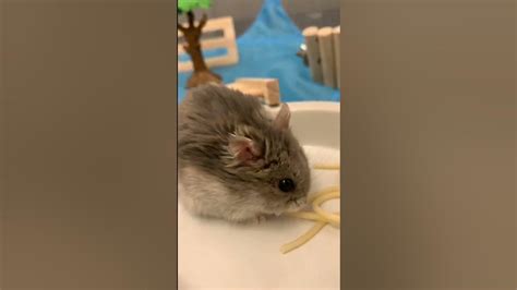 Adorable Hamster Eating Spaghetti Youtube