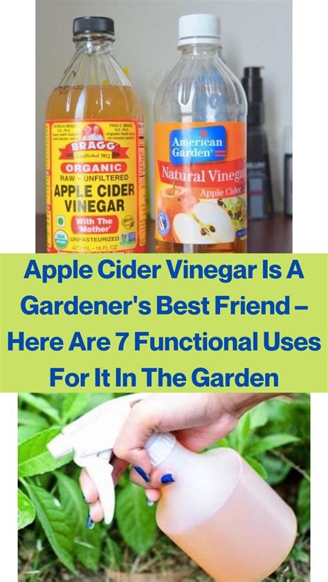 Apple cider is about as american as apple pie. 7 Uses For Apple Cider Vinegar in the Garden | Gardening ...
