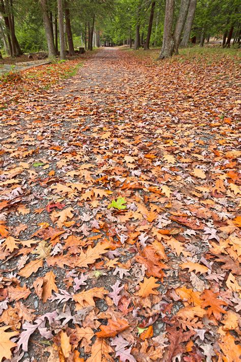 Deep Creek Autumn Path By Somadjinn On Deviantart