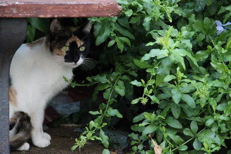 These steps will also discourage neighborhood pets who may be making a nuisance of themselves as well. How To Keep Cats Out Of Your Yard - 10 [Fool Proof ...