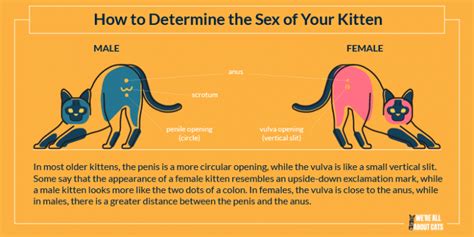 Sexing Kittens How To Determine The Sex Of Your Kitten