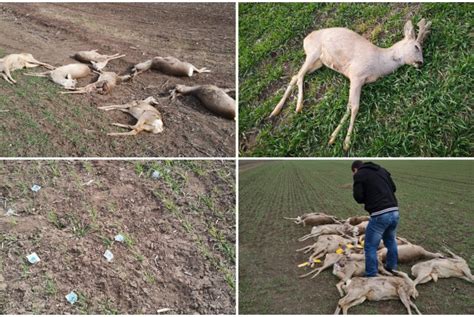 O imagine cu doi iepuri gri tineri în iarbă, care pot fi în monitor. Imagini revoltătoare cu cadavrele unor căprioare pe un ...