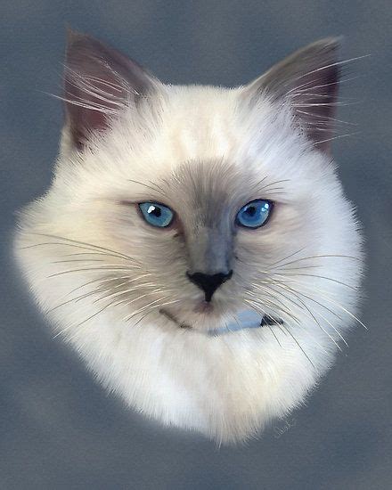 Ragdoll Cat Painting By Sarahbob Cat Art Painting Cat Portraits Cat
