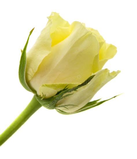 Yellow Green Rose Stock Image Image Of Close Buds Pastel 54297275