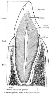 Structure of Canine Tooth | ClipArt ETC