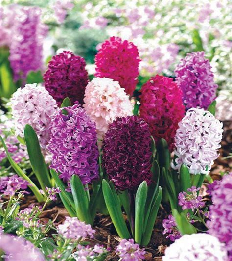 10 Best Fragrant Flowers To Scent Your Spring Garden