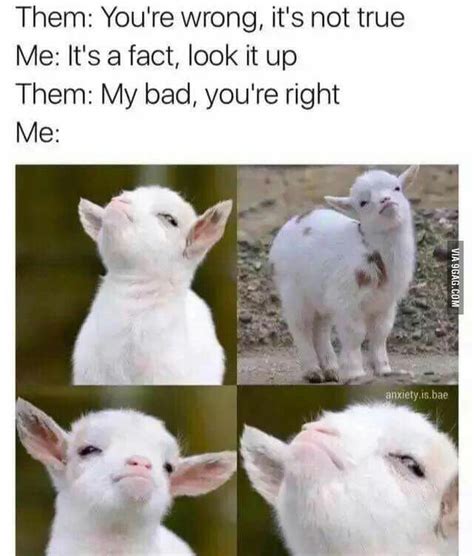 That Smug Face You Give Funny Animal Memes Funny Relatable Memes Funny Animals