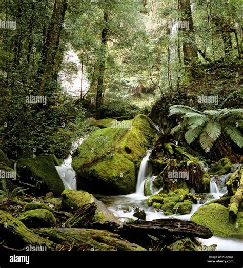 Rainforest With Stream Running Over Moss Covered Boulders Western