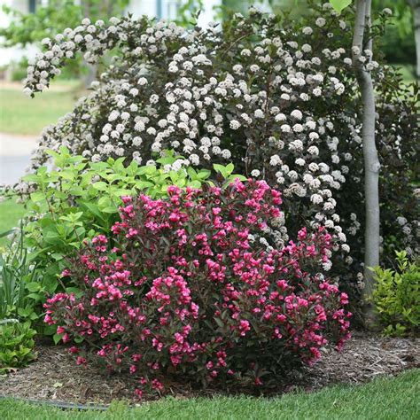 Wine And Roses Weigela Spring Meadow Wholesale Liners Spring Meadow