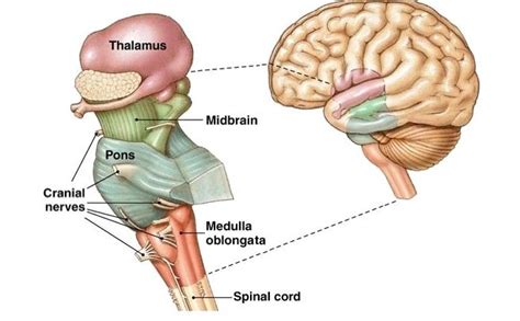 This Image Presents The Structures Of The Brainstem And The Midbrain