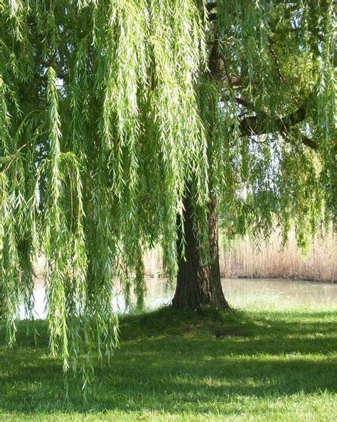 Super Weeping Willow Tree Aesthetic Ideas In 2020 Willow Trees Garden