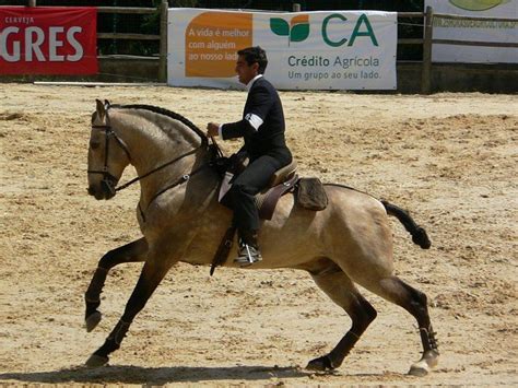 Working Equitation Lusitano Horses Lusitano Horse Horses Andalusian