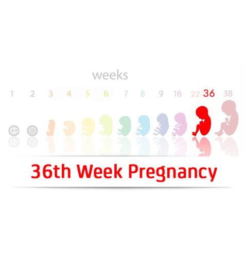 36th Week Pregnancy Symptoms And Baby Development