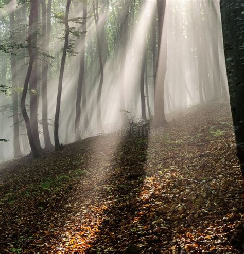 Sunbeam In The Beech Forest Stock Image Image Of Foliage Morning