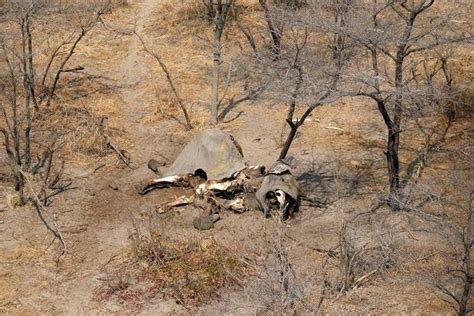 Hundreds Of Elephants Found Dead In Botswana