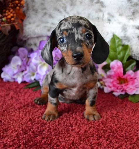 Mini Dachshund Puppies For Sale Black Tandoxie Breeder Short Hair Pups