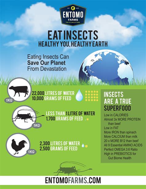 Bug Diets Good For Your Health And The Planet Thrive Blog