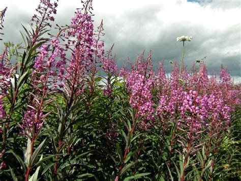 Rose Bay Willow Herb Fire Weed Chamerion Angustifolium
