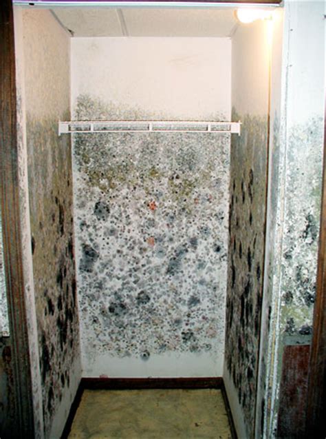 Win against mold in your home. Basement Mold, Allergens, & Your Health