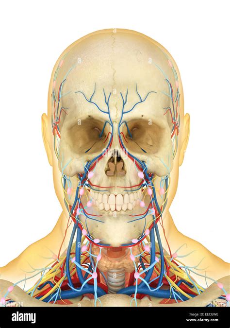 Human Face Anatomy Diagram