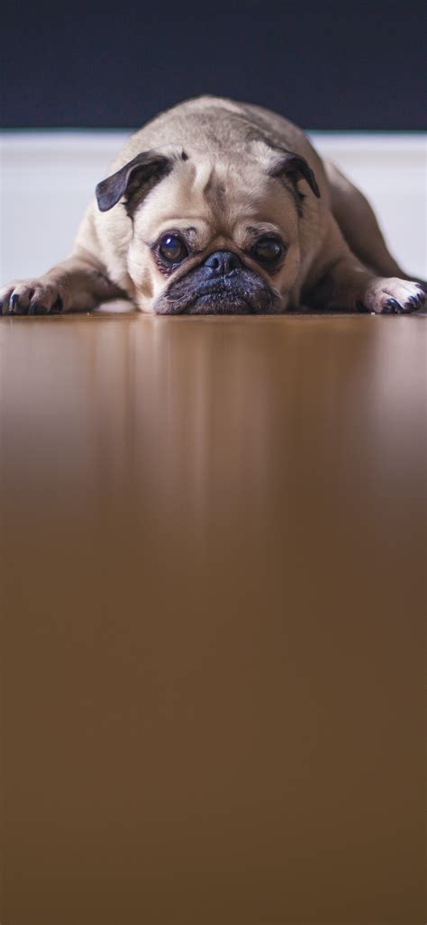 Fawn Pug Wallpaper 4k On The Floor Pet Dog Stare
