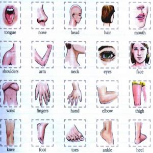 Human body parts learning vocabulary using pictures. 영어 신체 부위 - Google Play의 Android 앱