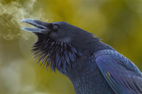 Beautiful Raven Image ID Image Abyss