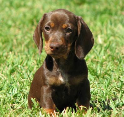 Breeder of smooth dachshunds akc conformation show prospects, incredible lifetime pets and field trial prospects. CKC Registered Miniature Dachshund Puppies for Sale in ...
