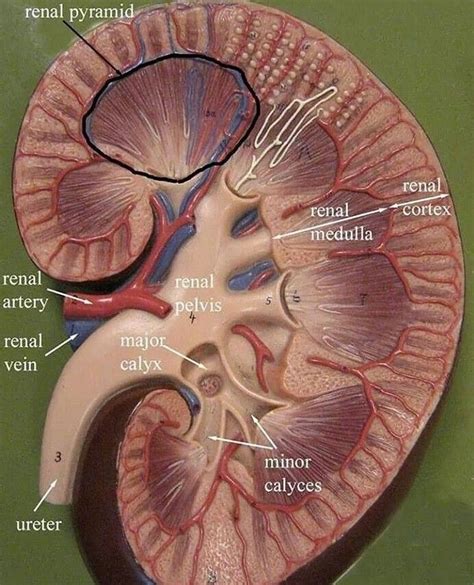 Anatomía Del Riñón Kidney Anatomy Anatomy And Physiology Digestive