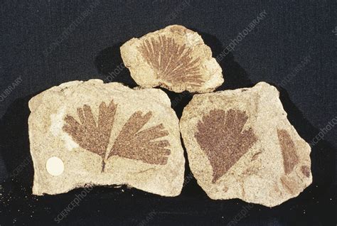 Fossil Ginkgo Leaves Stock Image C0092416 Science Photo Library