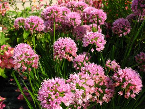 Quick & easy checkout · 7 day freshness guarantee Allium 'Millennium' (Ornamental Onion) | Pink perennials ...